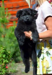 Photo №3. German Shepherd puppies long-haired, black and shabrack, 33 days old, FCI. Ukraine