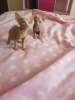 Photo №3. Two beautiful sphynx kittens.. United States