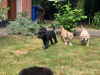 Photo №3. Gorgeous Cane Corso puppies. Russian Federation