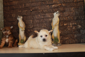 Photo №4. I will sell chinese crested dog in the city of Izhevsk. from nursery - price - 0$