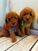 Additional photos: Rkf mini toy poodle puppies