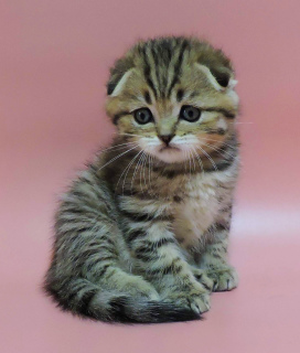 Photo №2 to announcement № 3542 for the sale of scottish fold - buy in Ukraine breeder