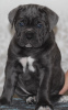Photo №2 to announcement № 34512 for the sale of cane corso - buy in Russian Federation private announcement