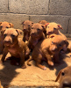 Photo №4. I will sell american pit bull terrier in the city of Bijeljina. breeder - price - 1057$