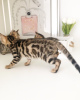 Photo №2 to announcement № 107953 for the sale of bengal cat - buy in Germany private announcement, breeder