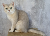 Photo №1. british shorthair - for sale in the city of Dubai | 700$ | Announcement № 108555