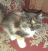 Photo №1. domestic cat - for sale in the city of Chekhov | 4$ | Announcement № 11387