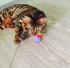 Photo №4. I will sell bengal cat in the city of Kharkov. private announcement - price - 704$