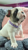 Photo №4. I will sell french bulldog in the city of Berlin. private announcement - price - Is free