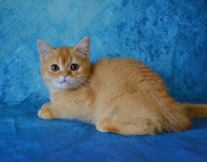 Photo №3. Kittens. Russian Federation