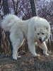 Additional photos: We offer a large male Caucasian Shepherd, white color