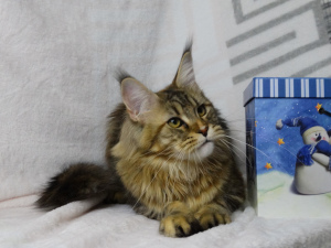 Photo №2 to announcement № 4868 for the sale of maine coon - buy in Russian Federation from nursery