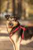 Photo №3. Luxurious Makena is looking for a home. Russian Federation