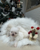 Photo №2 to announcement № 126760 for the sale of pomeranian - buy in France breeder