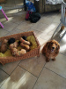 Photo №4. I will sell english cocker spaniel in the city of Florida.  - price - Is free