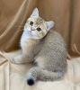 Photo №2 to announcement № 102773 for the sale of chinchilla cat - buy in Uzbekistan from nursery