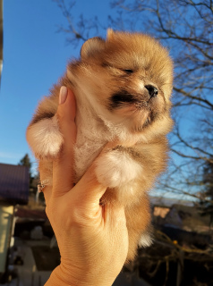 Photo №4. I will sell pomeranian in the city of St. Petersburg. from nursery, breeder - price - 727$