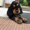 Photo №2 to announcement № 78853 for the sale of english cocker spaniel - buy in Germany private announcement