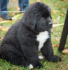 Photo №1. newfoundland dog - for sale in the city of Stockholm | negotiated | Announcement № 113200