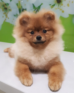 Photo №2 to announcement № 1817 for the sale of pomeranian - buy in Russian Federation from nursery