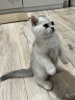Photo №1. british shorthair - for sale in the city of Warsaw | 400$ | Announcement № 43453