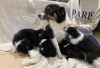 Photo №3. Border Collie Puppies. READY NOW. Germany