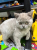Photo №2 to announcement № 92865 for the sale of british shorthair - buy in United States 
