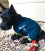 Photo №1. scottish terrier - for sale in the city of Nuremberg | 300$ | Announcement № 70948