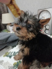 Additional photos: Yorkie/Kawaiiork puppies