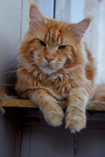Photo №2 to announcement № 3288 for the sale of maine coon - buy in Russian Federation from nursery
