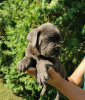 Photo №2 to announcement № 119974 for the sale of cane corso - buy in Serbia 