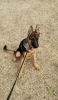 Photo №4. I will sell german shepherd in the city of Kraljevo. private announcement - price - negotiated