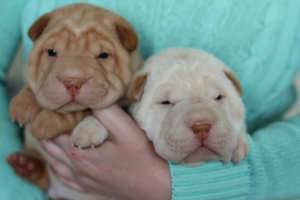 Photo №1. shar pei - for sale in the city of Magnitogorsk | 311$ | Announcement № 4136