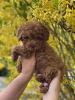 Photo №1. poodle (toy) - for sale in the city of Sion | 2600$ | Announcement № 20134