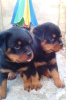 Photo №1. rottweiler - for sale in the city of Odessa | 367$ | Announcement № 11600