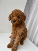 Photo №2 to announcement № 96700 for the sale of poodle (toy) - buy in Lithuania private announcement