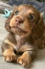 Photo №4. I will sell dachshund in the city of Фридрихсхафен. private announcement, from nursery, breeder - price - 285$