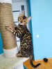 Photo №1. bengal cat - for sale in the city of Krakow | negotiated | Announcement № 76221