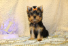Photo №1. yorkshire terrier - for sale in the city of Jerusalem | negotiated | Announcement № 19571