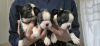 Photo №1. boston terrier - for sale in the city of Cologne | 264$ | Announcement № 123443