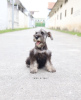 Photo №2 to announcement № 99568 for the sale of schnauzer - buy in Germany private announcement, from nursery, from the shelter