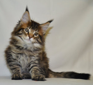Photo №2 to announcement № 5565 for the sale of maine coon - buy in Ukraine from nursery