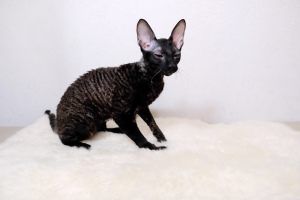 Photo №1. cornish rex - for sale in the city of St. Petersburg | negotiated | Announcement № 4380