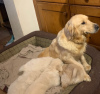 Photo №4. I will sell golden retriever in the city of Мадрид. private announcement, breeder - price - 423$