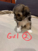 Photo №3. Kc Lhasa Apso for sale. Germany