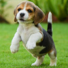 Photo №1. beagle - for sale in the city of Freiburg im Breisgau | 397$ | Announcement № 127642