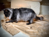 Photo №2 to announcement № 10643 for the sale of maine coon - buy in Belarus private announcement