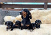 Photo №1. dachshund - for sale in the city of Recklinghausen | negotiated | Announcement № 32044