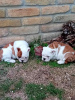 Additional photos: English bulldog