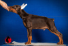 Additional photos: Doberman puppies with RKF documents